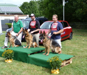 von links nach rechts SG 2 Salvatore vom Grafenwald, SG 1 Tramella Ubak, SG 3 Vasap v. Nürburgring