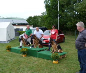 von links nach rechts SG 2 Team Cayira Tara, SG 1 Dori vom Holtkämper Hof, SG 3 Kaya vom Spessartblick