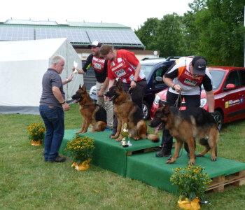 von links nach rechts SG 2 Vidocq Perlaelle, SG 1 Udro v. Team Panoniansee, SG 3 Naldo von Vierhundert Hertz