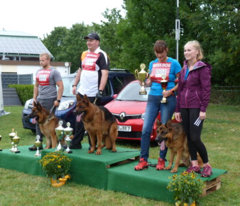 von links nach rechts V 2 Kiran von der Zenteiche, V 1 Yango aus Agrigento, V 3 Kaspar vom Drei Birkenzwinger